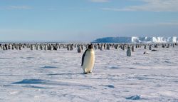 Los pingüinos emperador se mudan incluso cuando el hielo está firme: ¿qué papel juega el tiempo?