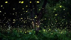Luciérnagas en el jardín: 7 reglas para atraerlas de nuevo y admirar su espectáculo nocturno
