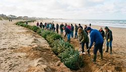 Más de 2,000 árboles de Navidad enterrados en la arena: el truco natural de Inglaterra para proteger su costa