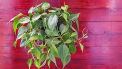 Más resistente que el potus y mucho más elegante: la planta de interior que es tendencia