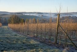 Massa polar em SC: frio de −5°C beneficia maçãs, mas traz risco das geada; confira
