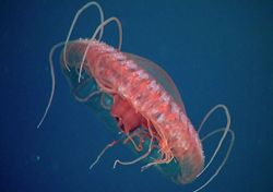 Medusa incomum descoberta nas águas profundas da costa da Califórnia