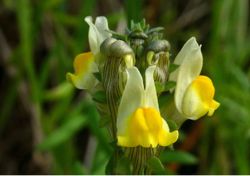 Mesmo em frente a Lisboa, uma planta que só cresce em Almada foi descoberta nas arribas do Tejo