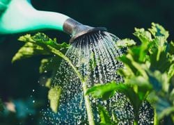 Météo caniculaire : voici des astuces pour optimiser votre arrosage du potager