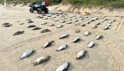 La migración y muerte de 2000 pingüinos en Santa Catarina activan una alerta en las playas brasileñas