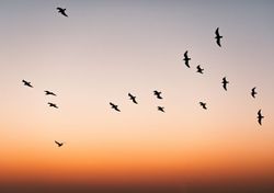 Milioni di uccelli stanno per solcare i cieli italiani passando dallo Stretto di Messina