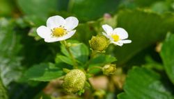 Moragueiros com flor mas sem fruto? Um mistério simples de resolver