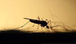 Comment se débarrasser du moustique-tigre, à l’approche de l’été ?