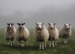 Mystère ! Pourquoi ces moutons ont tourné en rond pendant 12 jours ?