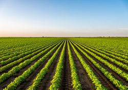 Nachhaltige Landwirtschaft könnte langfristig erfolgreicher sein