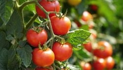 Nährstoffschub für große Fresser: Wie Zucker und Hefe das Tomatenwachstum beschleunigen