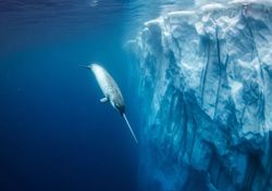 Narvales ayudan al entendimiento de la dinámica oceánica en Groenlandia