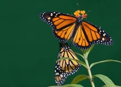 Borboletas: como as monarcas percorrem 1800 quilômetros sem um mapa?