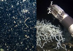 Nieve de microplásticos está amenazando el equilibrio de los océanos