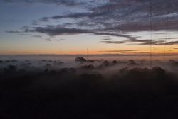 La niebla amazónica transporta microorganismos que pueden regenerar el bosque