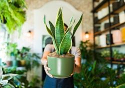 Ni potus ni ficus: la planta de interior casi indestructible que sobrevive con poca luz