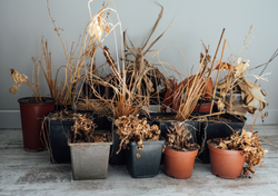 Don’t throw it away! The revival technique for plants that seem dead: a step-by-step guide