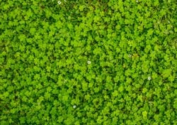 No todo es pasto: 7 especies para usar como mantillo vivo, cubrir superficies y proteger tu jardín