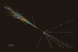 ¿Nueva física? Un neutrino observado podría apuntar a una física más allá del Modelo Estándar