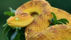 Decine di nuove specie animali appena scoperte in Angola: un tesoro di biodiversità ancora inesplorato
