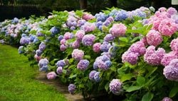 El "jardín de la abuela" está de vuelta: descubre 6 flores para sumarte a la tendencia que triunfa en el extranjero