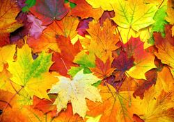 Der Herbst ist da! Warum verändern die Blätter der Bäume ihre Farbe?
