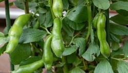 O outono semeia a primavera: a história da fava em Portugal