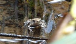 O sapo-comum está a adaptar-se ao calor, mas a ciência descobriu um limite decisivo