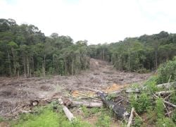 Octobre 2022 : encore un triste record de déforestation en Amazonie !