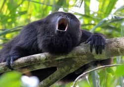 Olas de calor en México calientan tanto, que diferentes animales como los monos aulladores caen muertos de los árboles