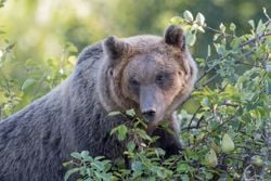¿Por qué los osos pardos bajan y se desplazan hacia los pueblos durante el verano en la cordillera Cantábrica?