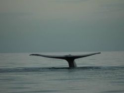 Los mejores lugares de México para la observación de ballenas grises: de Los Cabos a Ensenada