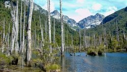 Parque Tagua Tagua: descubre un santuario de bosques milenarios en el corazón de la Patagonia Verde