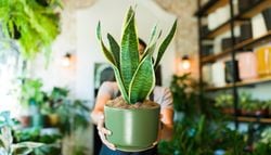 Paso a paso para multiplicar la lengua de suegra con una sola hoja y llenar la casa de nuevas plantas