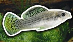 Un pez que desafía la evolución lleva 100.000 años sobreviviendo sin machos