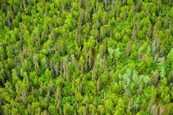 Plantación de árboles y mitigación del cambio climático