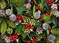 Poinsettia, holly, mistletoe, fir tree: What are the traditional Christmas plants?