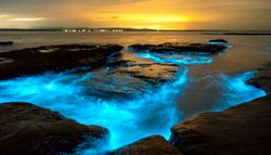 El secreto del mar de ardora: la ciencia explica por qué brillan en la noche las playas de Galicia