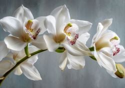 Por qué las orquídeas son el regalo ideal para San Valentín: tres variedades que simbolizan amor duradero y compromiso