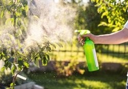 Pragas que só aparecem no verão: como proteger as plantas do seu jardim sem usar produtos químicos