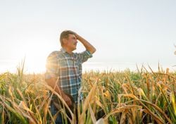 Por la falta de lluvias en Argentina se deteriora la condición hídrica de la soja y el maíz