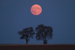 Ya está aquí la primera Luna llena de la primavera de 2026: la Luna Rosa de abril