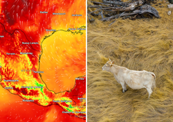Calor extremo y tormentas presionan al campo mexicano