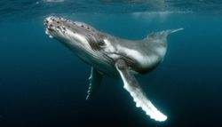 Que deviennent les baleines quand elles meurent ?