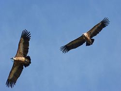 ¿Qué es más costoso para los animales nadar o volar?