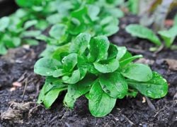 Que faire dans son jardin / potager en ce mois de septembre puis octobre ? Voici quelques conseils