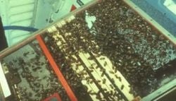 Qué pasa si envías 3.300 abejas al espacio: el histórico y desconocido experimento de la NASA que desafió a la gravedad
