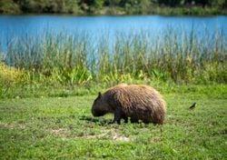¿Quién invade a quién? Carpinchos, Nordelta y el avance sobre los humedales