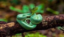 Rara e venenosa: jararaca-verde é fotografada em parque da Amazônia; confira o registro