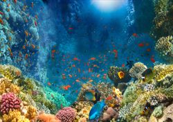 Recife de coral gigante e imaculado descoberto na costa do Taiti